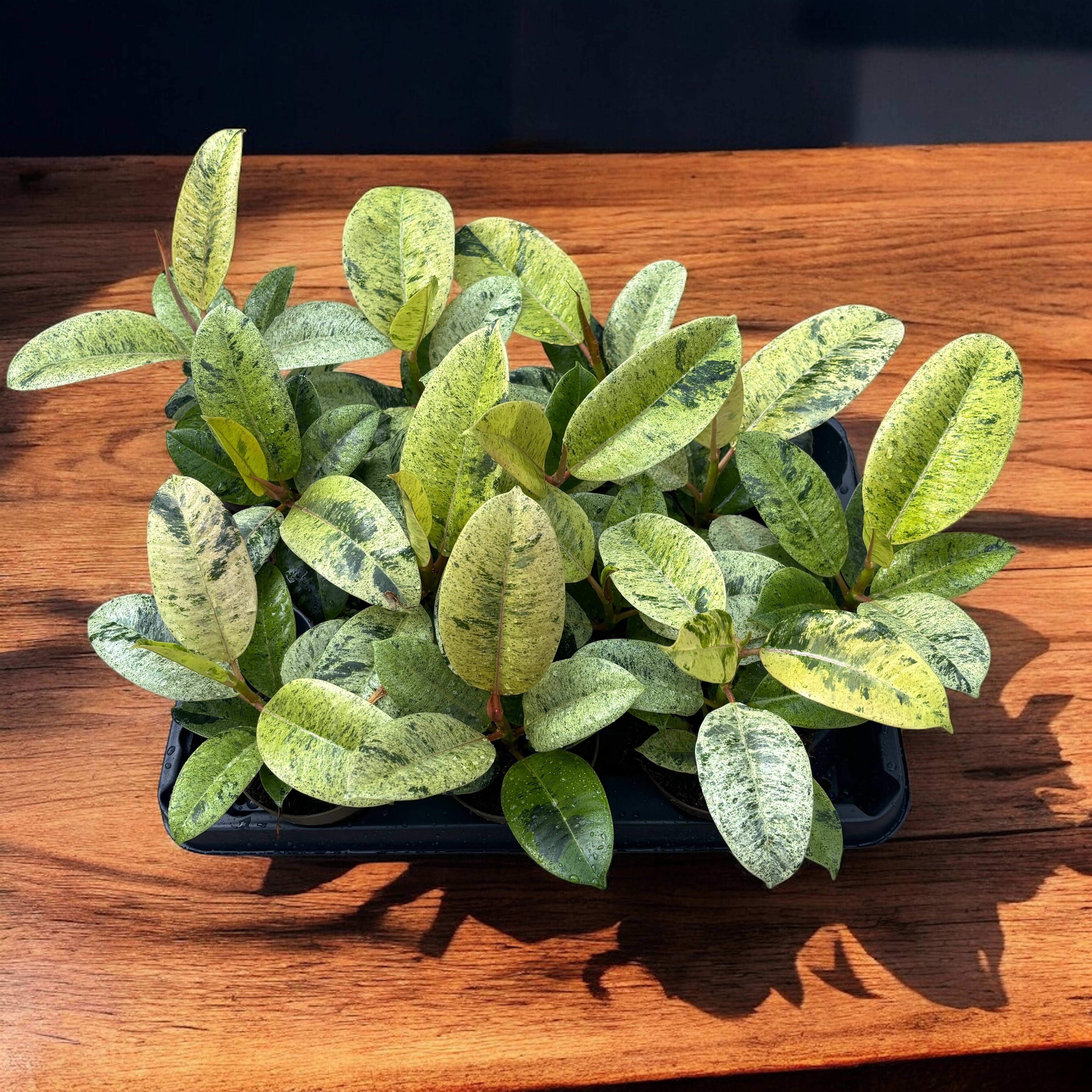 Ficus elastica 'Shivereana' ('Moonshine', 'Variegata') - stralucire unica si variegatie spectaculoasa