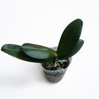 Phalaenopsis Sogo Lawrence (Taiwan) - fragrant flowers