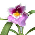Miltoniopsis roz