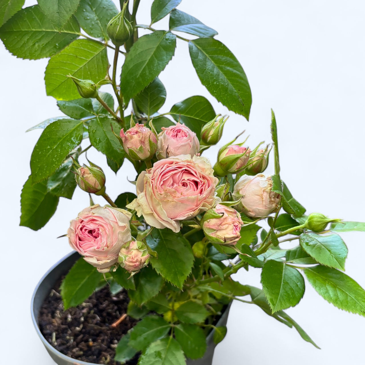 Rosa 'Cream Flower Circus'® - Trandafir floribunda parfumat