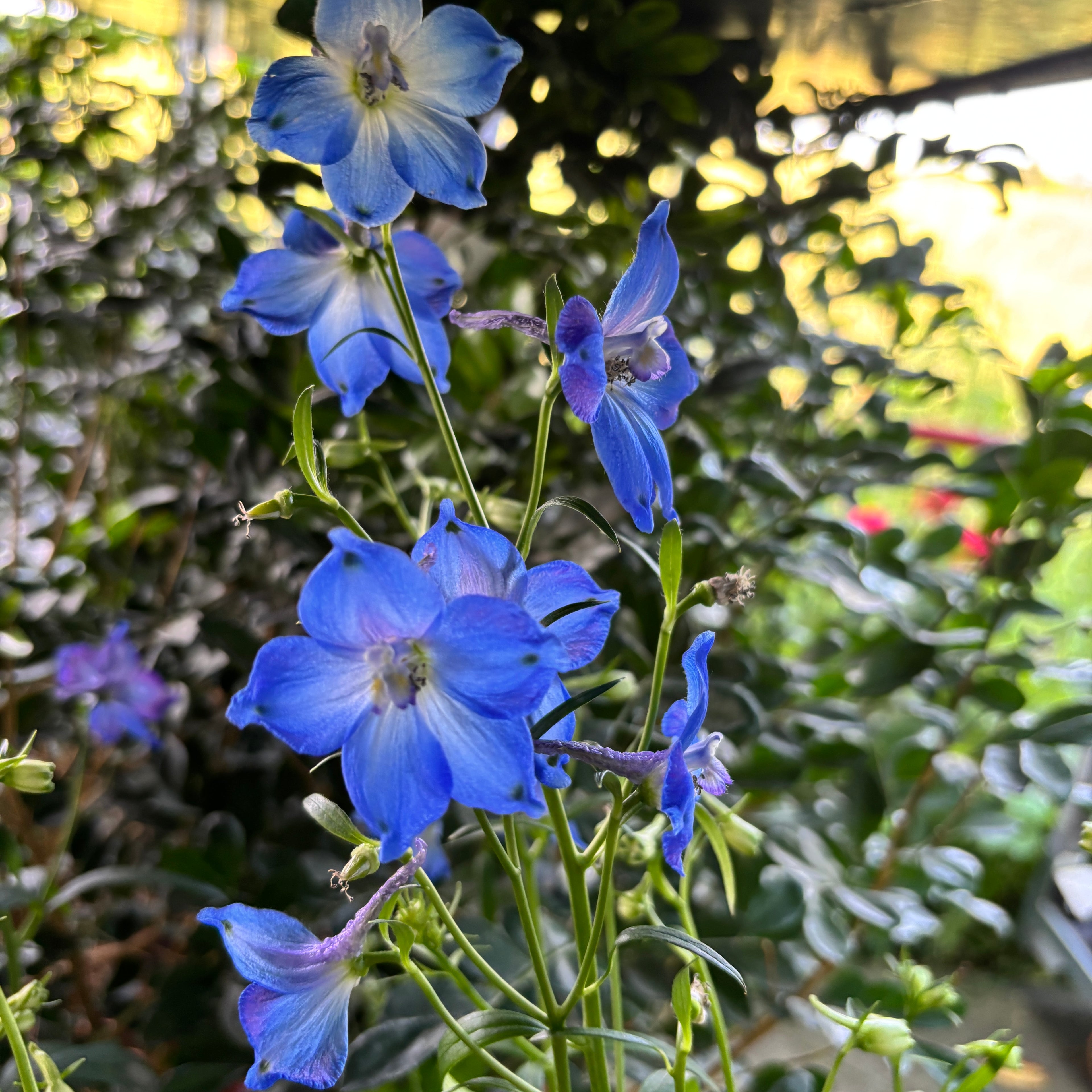 Delphinium (Belladonna Grp) 'Piccolo'- delfinium compact cu flori albastre