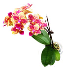 Phalaenopsis Sogo Yellowtris (peloric) parfumat