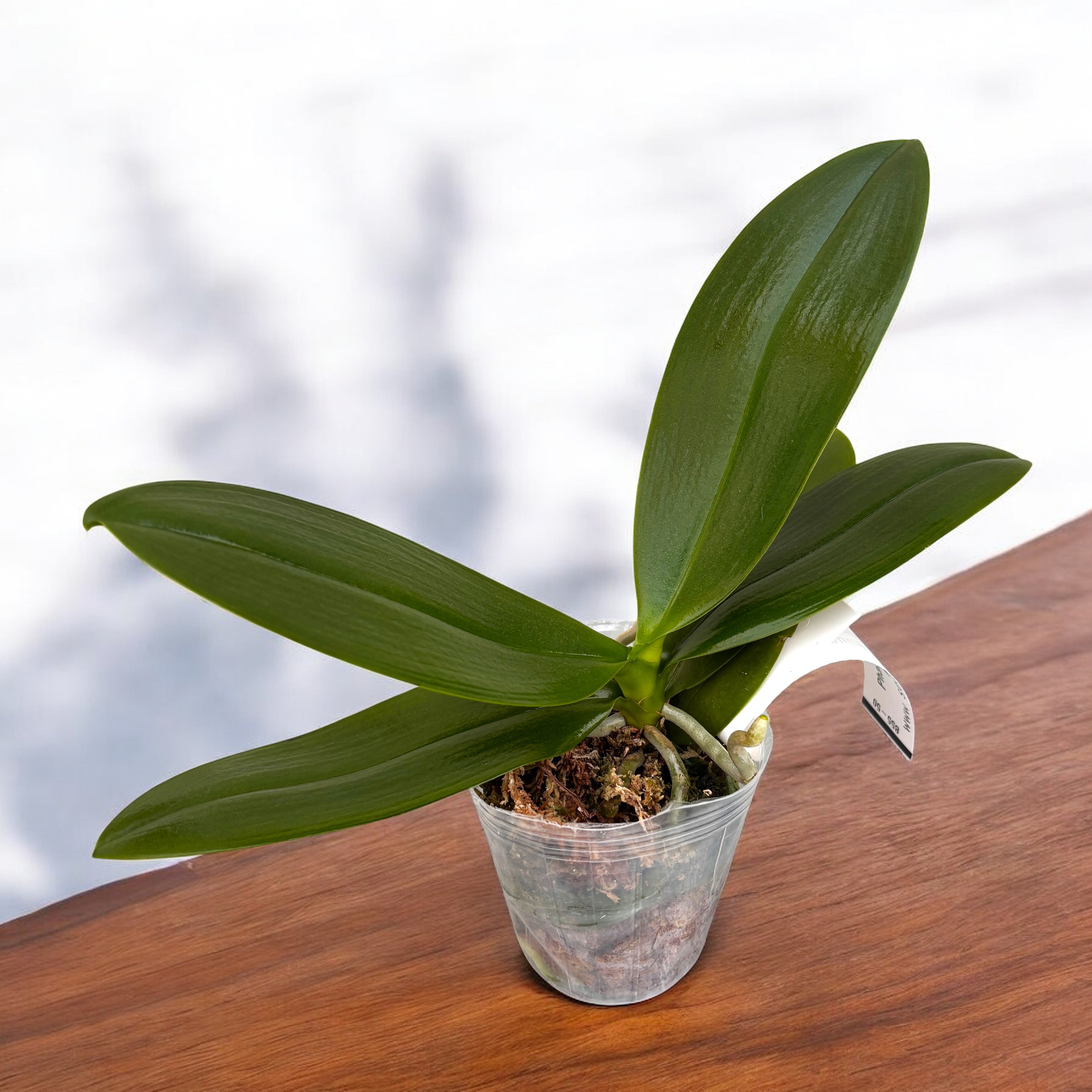 Phalaenopsis Pumpkin Mont Blanc - flori orange parfumate