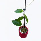 Hoya neoebudica (Golden Wax Plant)