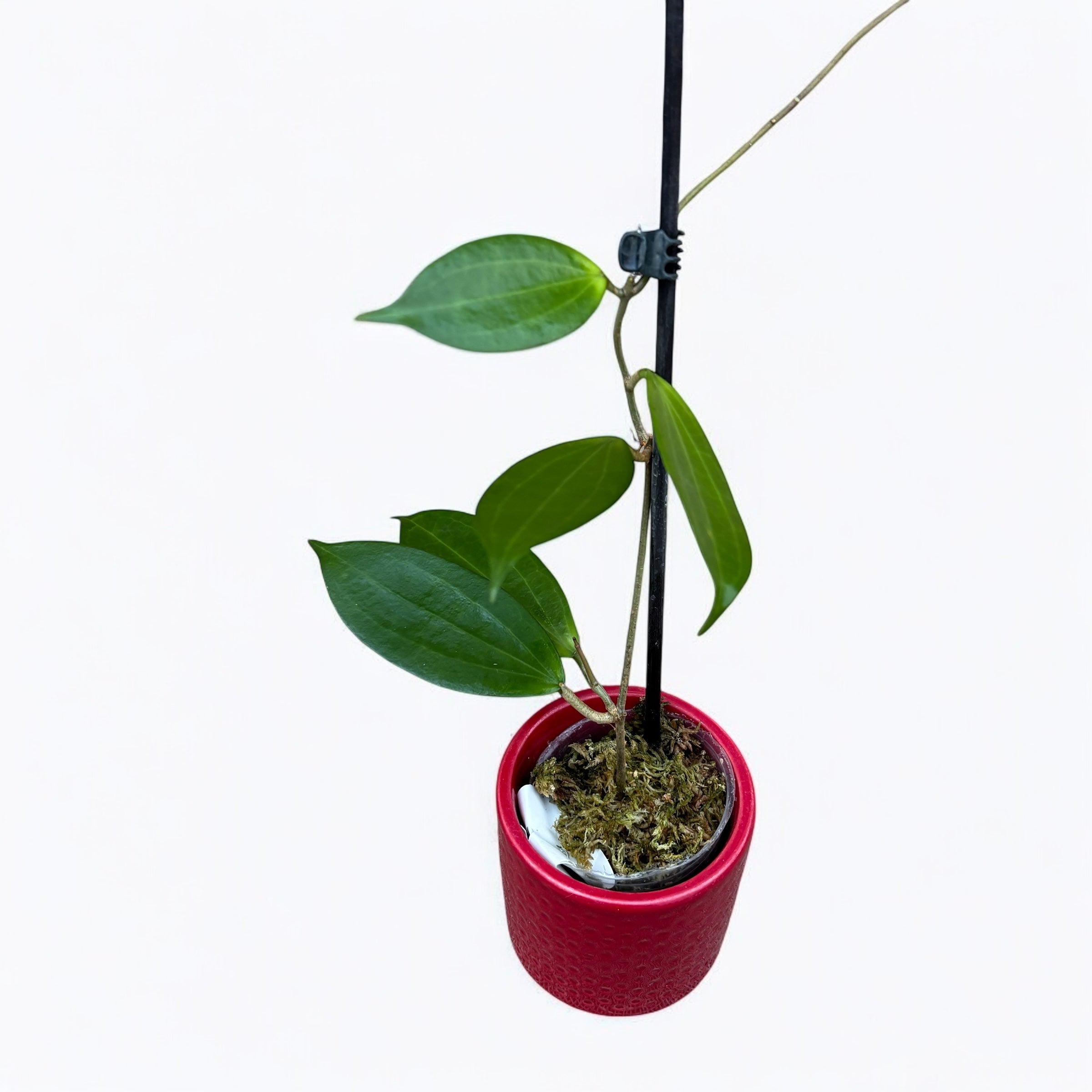 Hoya neoebudica (Golden Wax Plant)