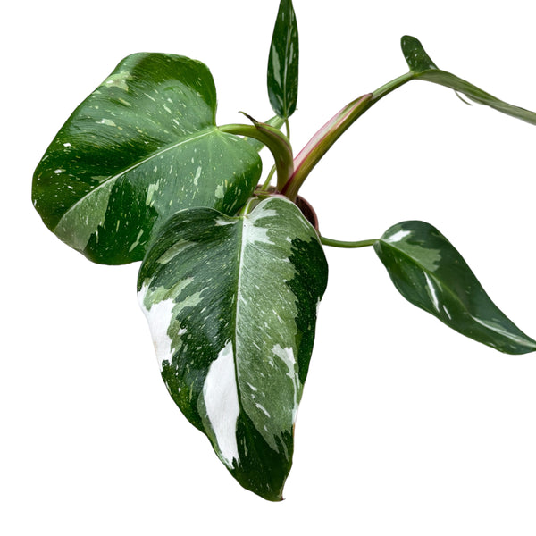 Philodendron erubescens 'White Princess' D12