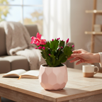 Schlumbergera ‘Thor Olga’ (Karácsonyi kaktusz)