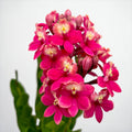 Epidendrum radicans ‘Pink Coral’ XL