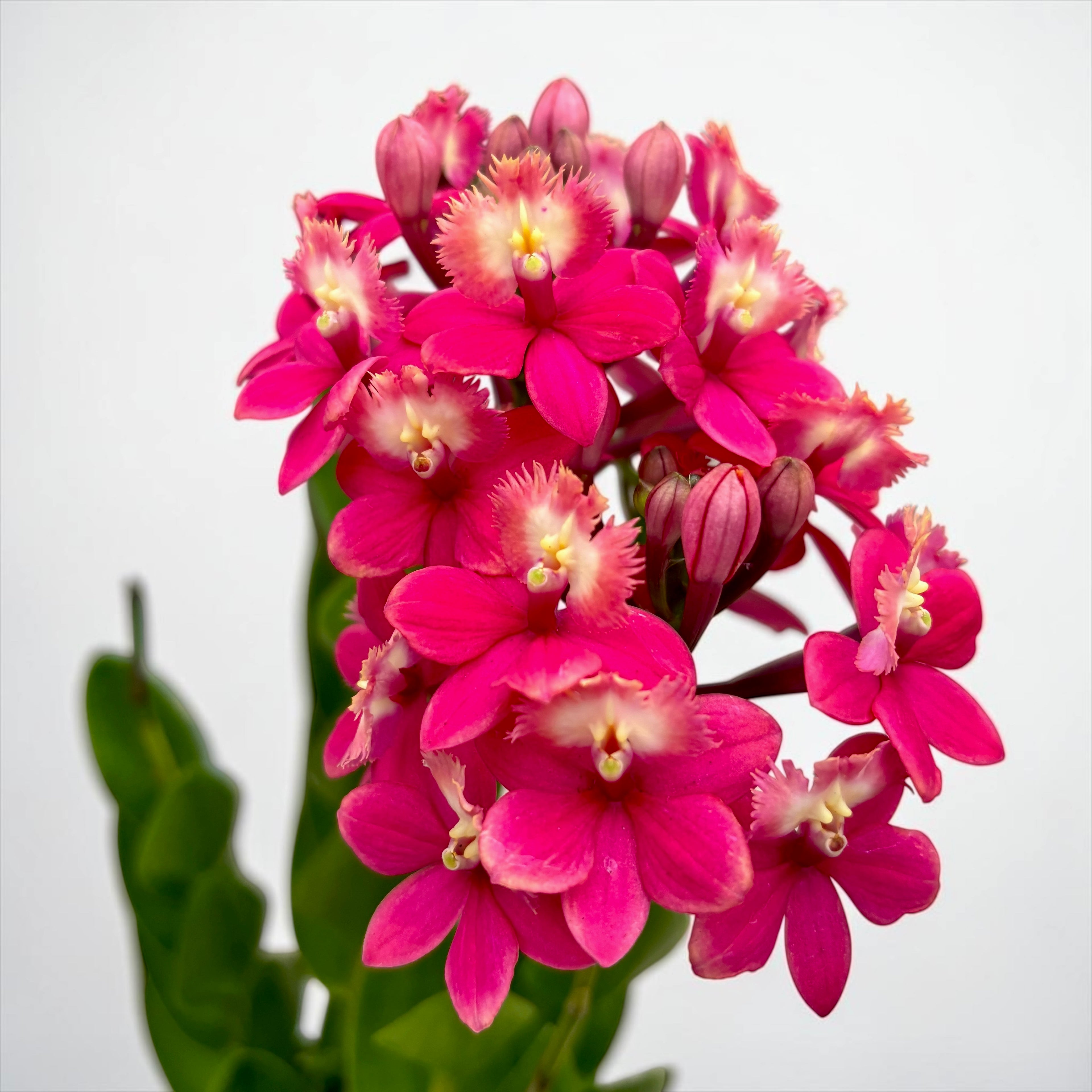 Epidendrum radicans ‘Pink Coral’ XL
