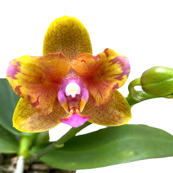 Phalaenopsis Lioulin Orange (peloric-butterfly)