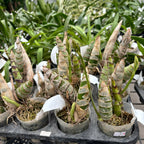 Graphorkis concolor var. alphabetica - fragrant flowers