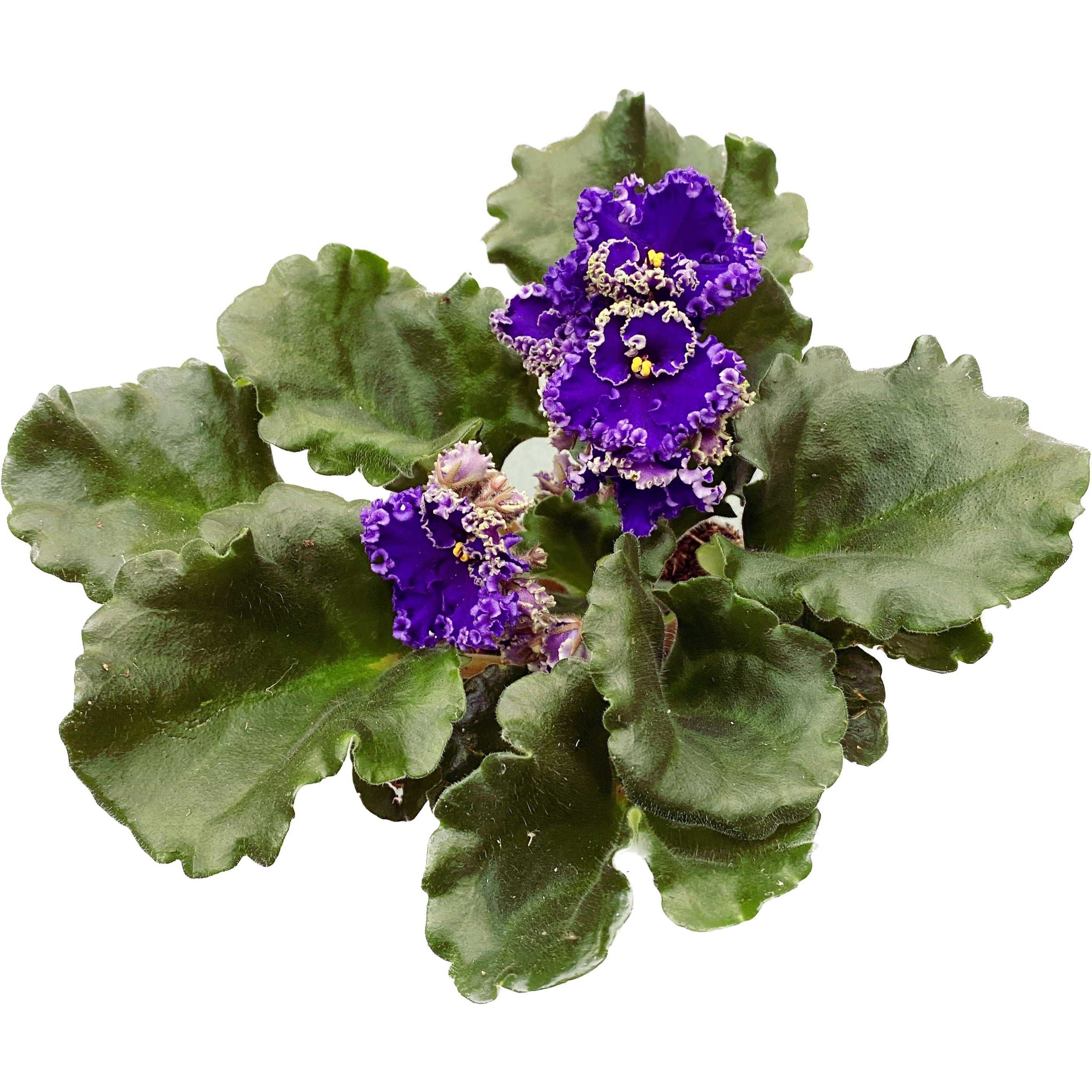 Saintpaulia Optimara Ever Special (Curly Dark Blue)