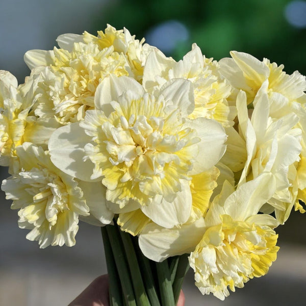 Narzissen mit cremefarbenen, gefüllten, duftenden Blüten - Narcissus 'Ice King'