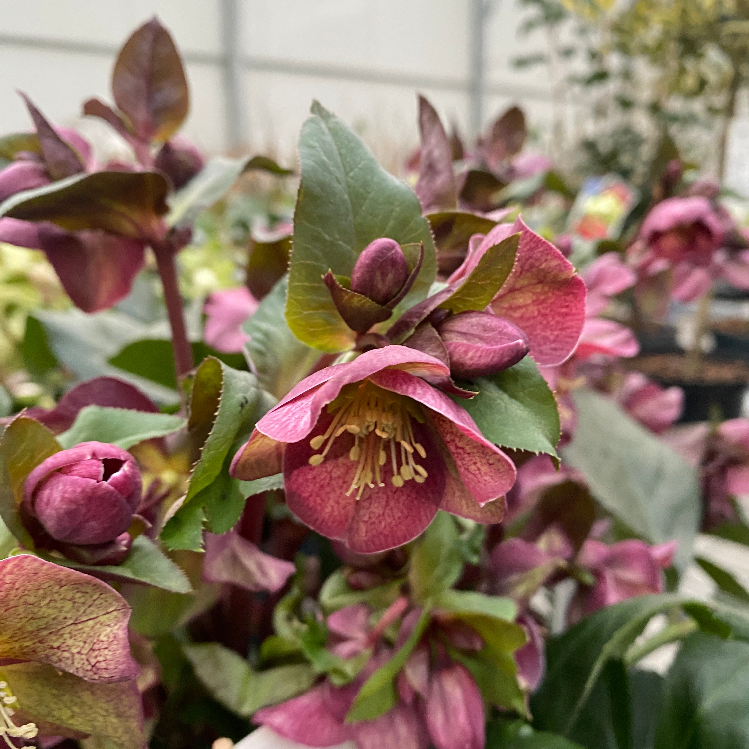 Helleborus 'Star of Passion' (Spanz)