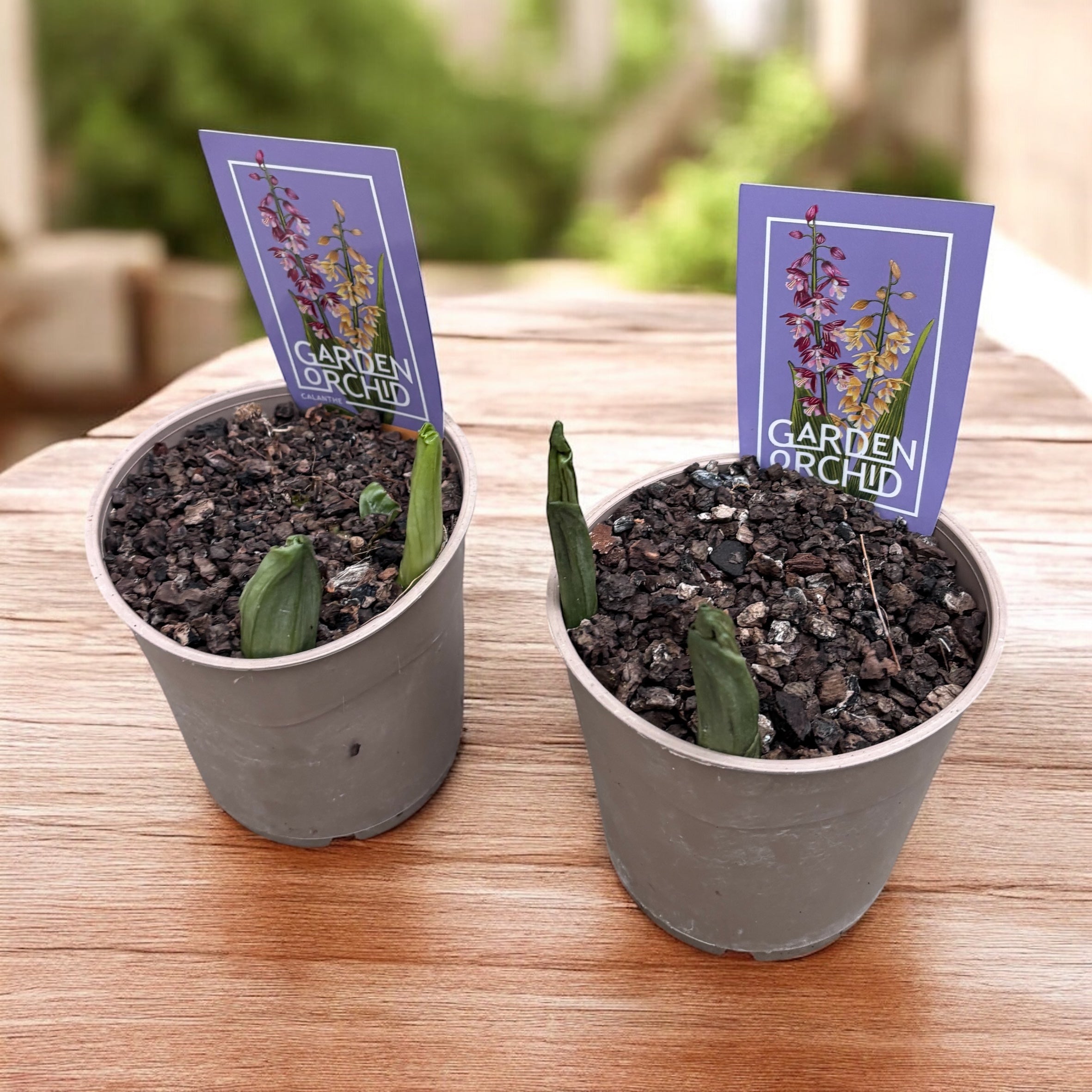 DECORTÉ Wildflower Wonderland 2x18g Calanthe mix (orhidee de gradina) - flori parfumate – Secret