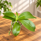 Phalaenopsis Yaphon Rich Woman '235' - ароматна