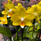 Phalaenopsis La Paz (Honey Poppy) fragrant