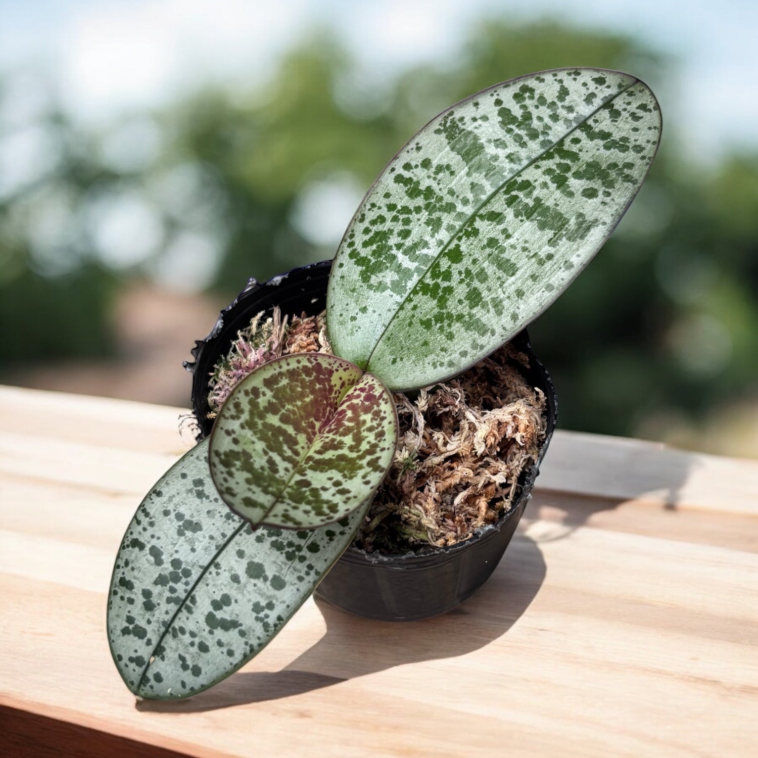 Phalaenopsis philippinensis (Silver Leaves)