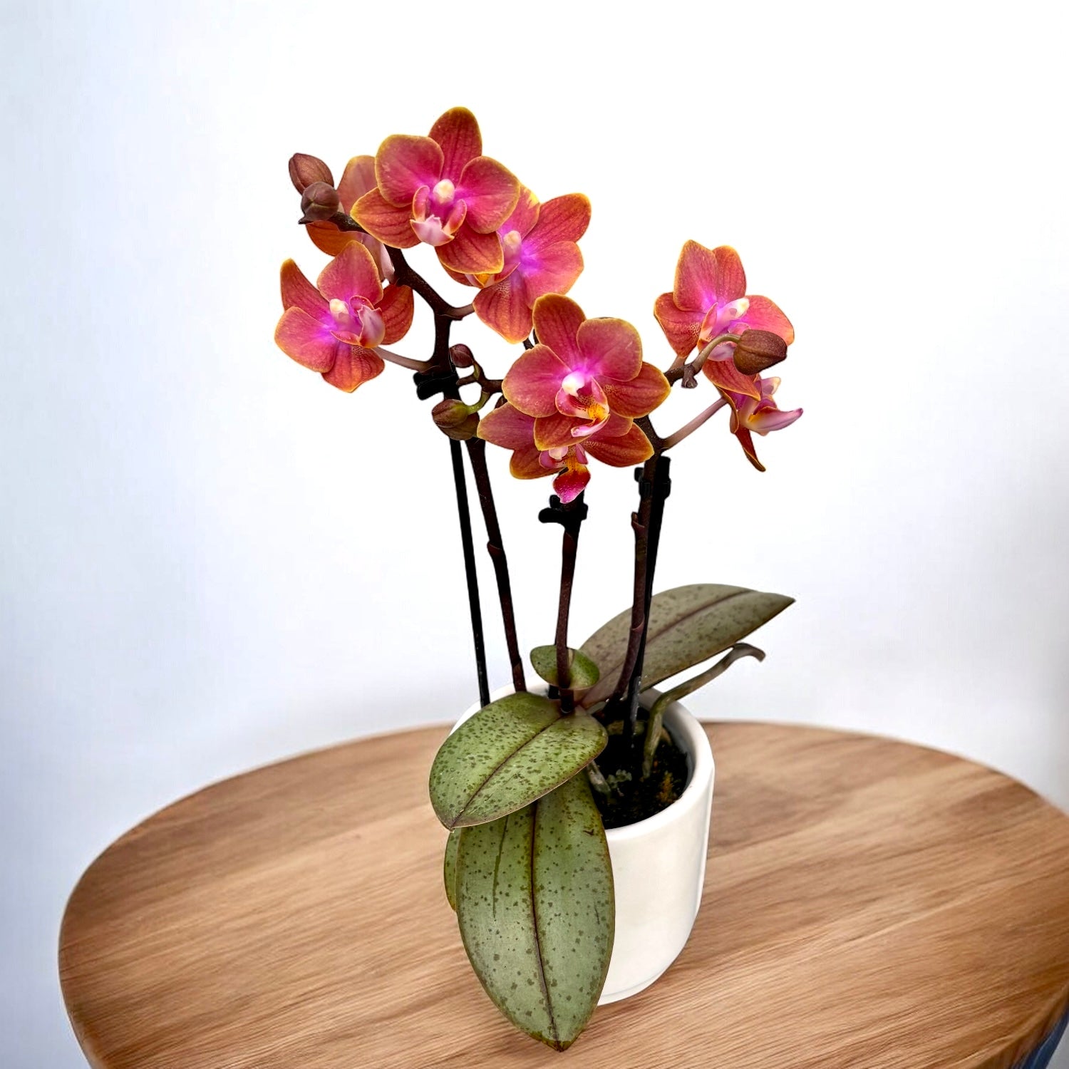 Phalaenopsis Dusty Belle (Aromio Amber) D7 *profumata
