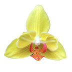 Phalaenopsis Fuller's Sunset '646' (peloric)