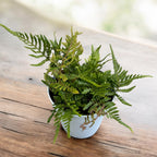 Garden Fern - Dryopteris erythrosora (Autumn Fern, Japanese Wood Fern)