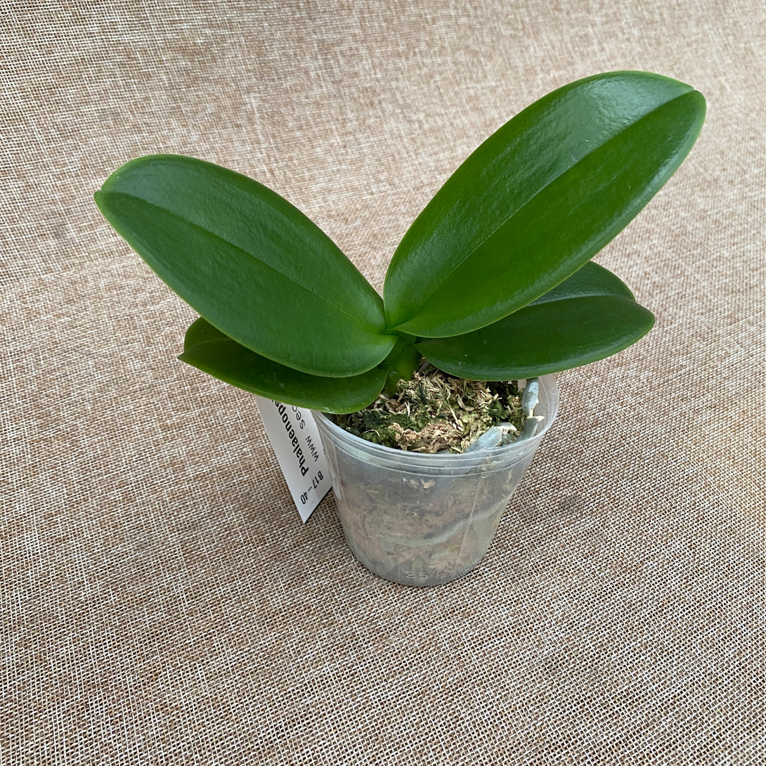 Phalaenopsis amabilis 4N