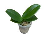 Phalaenopsis amabilis 4N