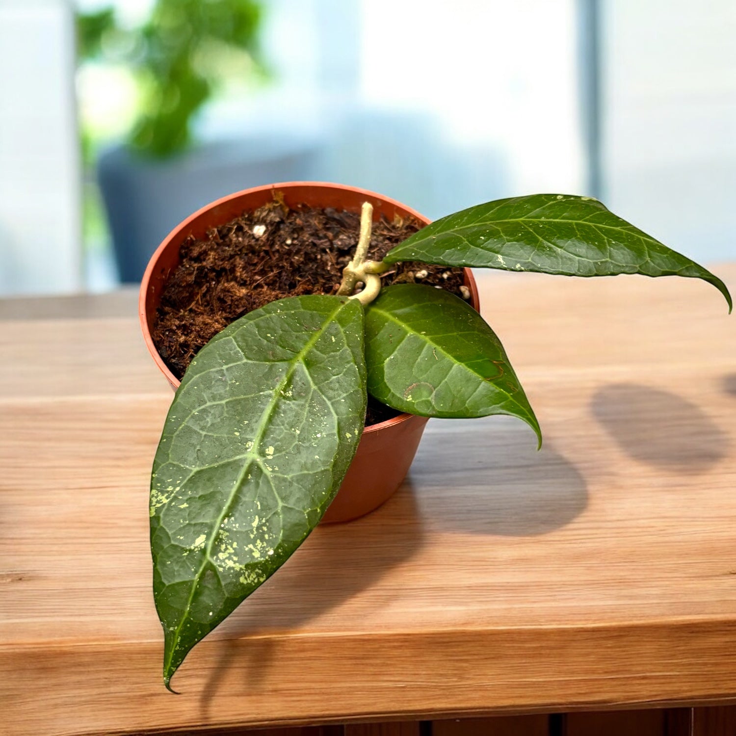 Hoya verticillata 'Lampung'