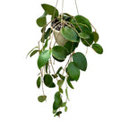 Hoya verticillata (ex. Pottsii) - flori parfumate