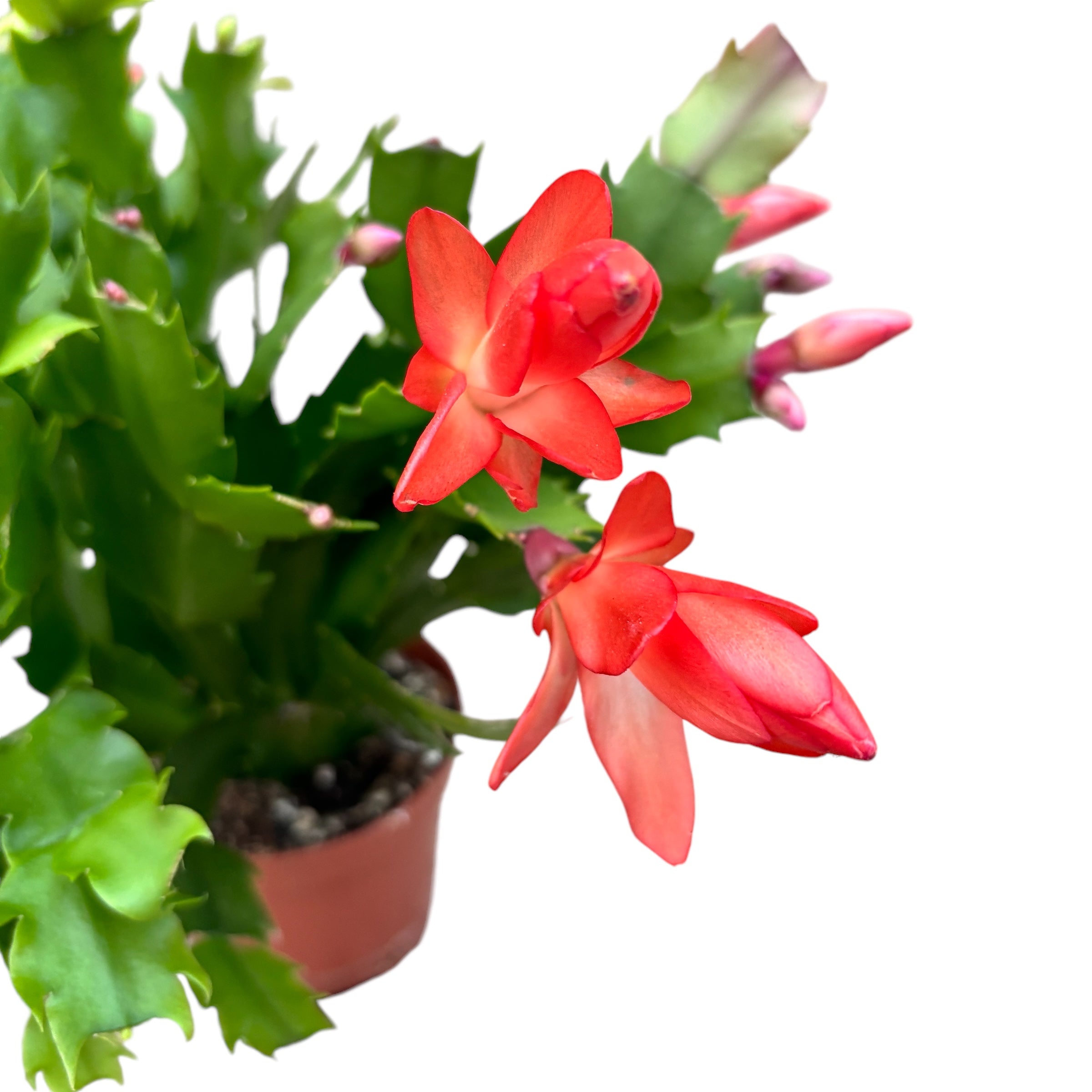 Schlumbergera “ Duo Flame” 2 culori/ghiveci (Craciunita)