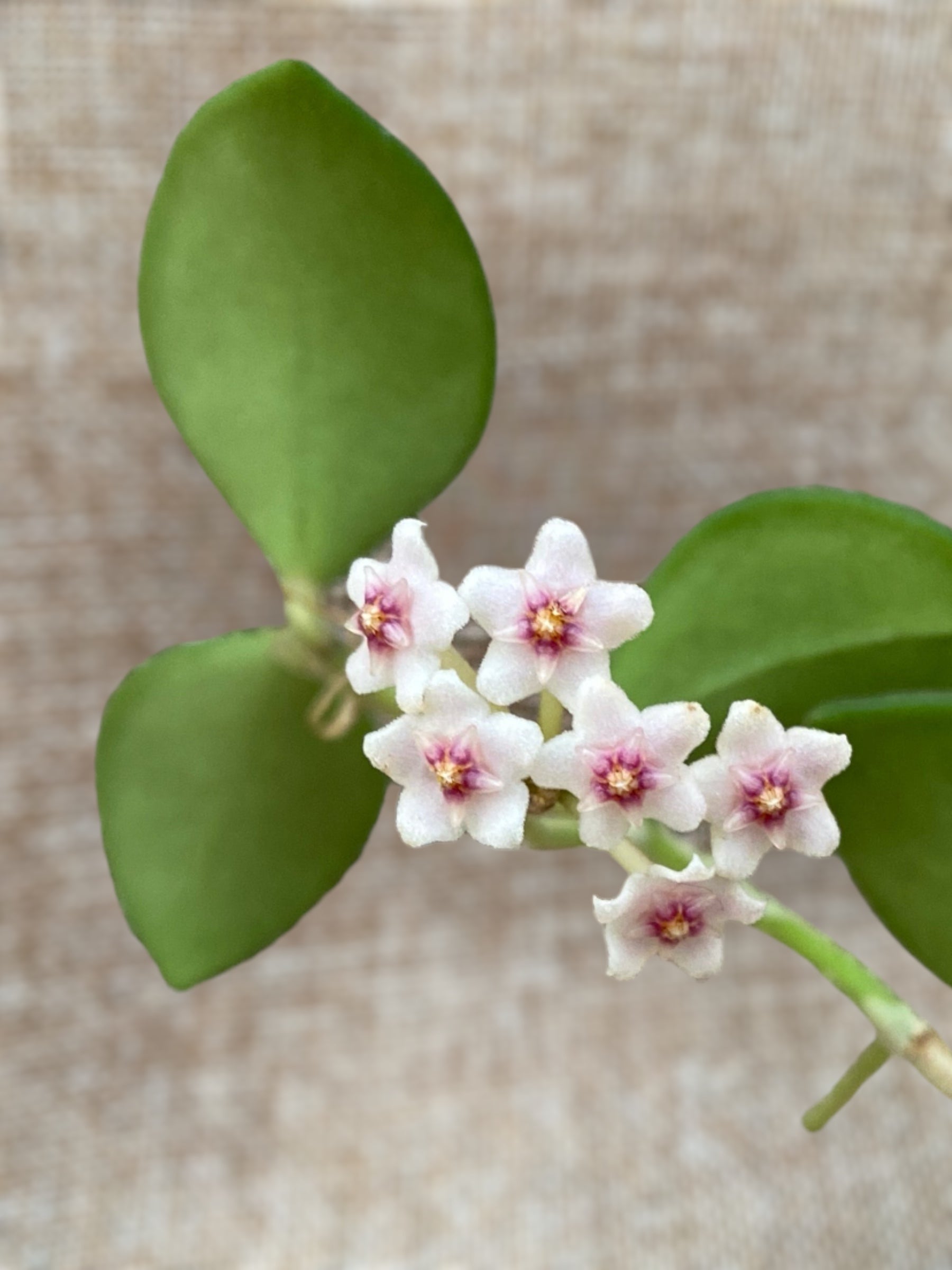 Hoya nummularioides (flori parfumate) - exemplare dezvoltate
