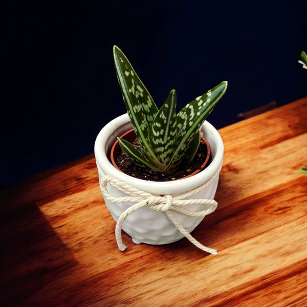 Aloe variegata