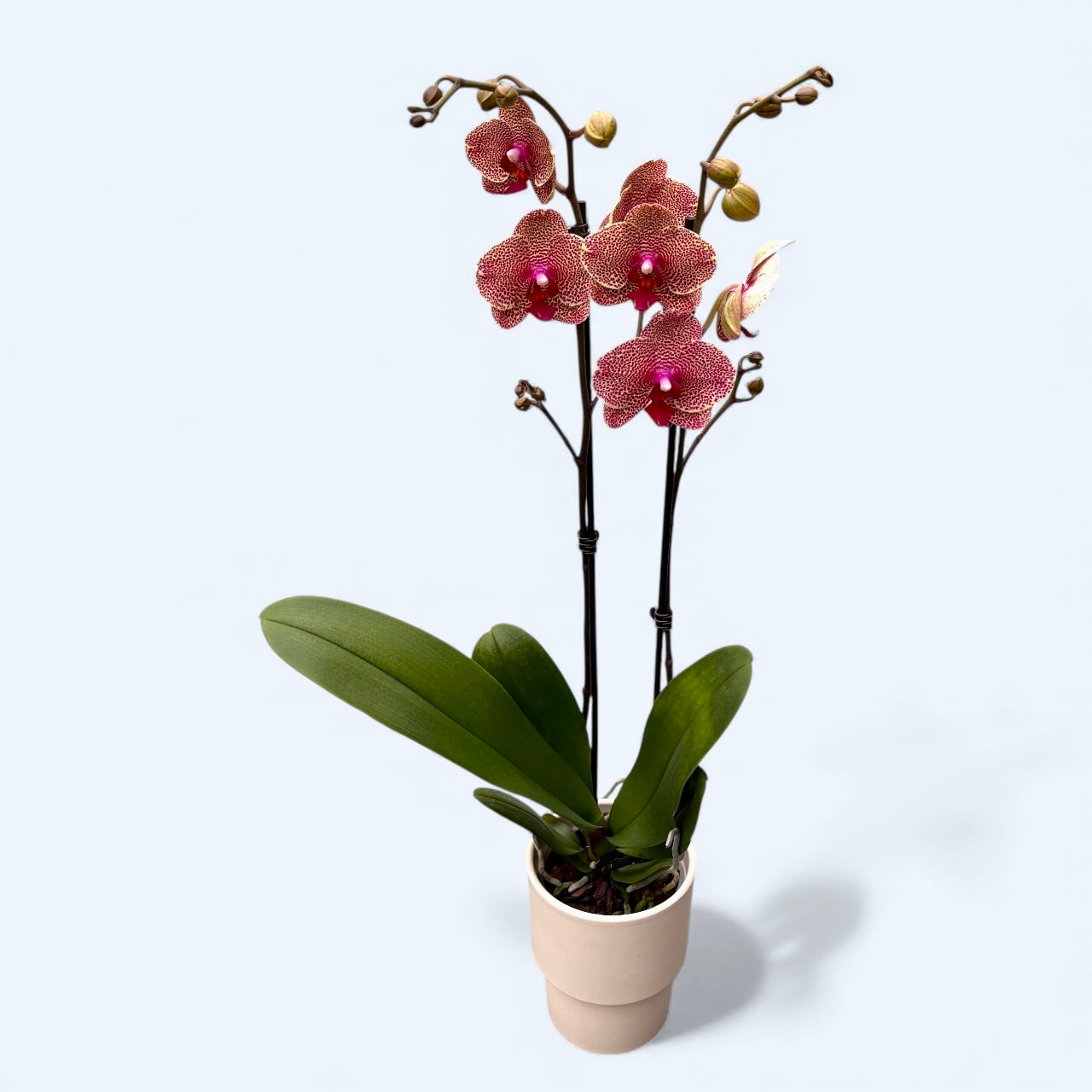 Phalaenopsis I-Hsin Sesame