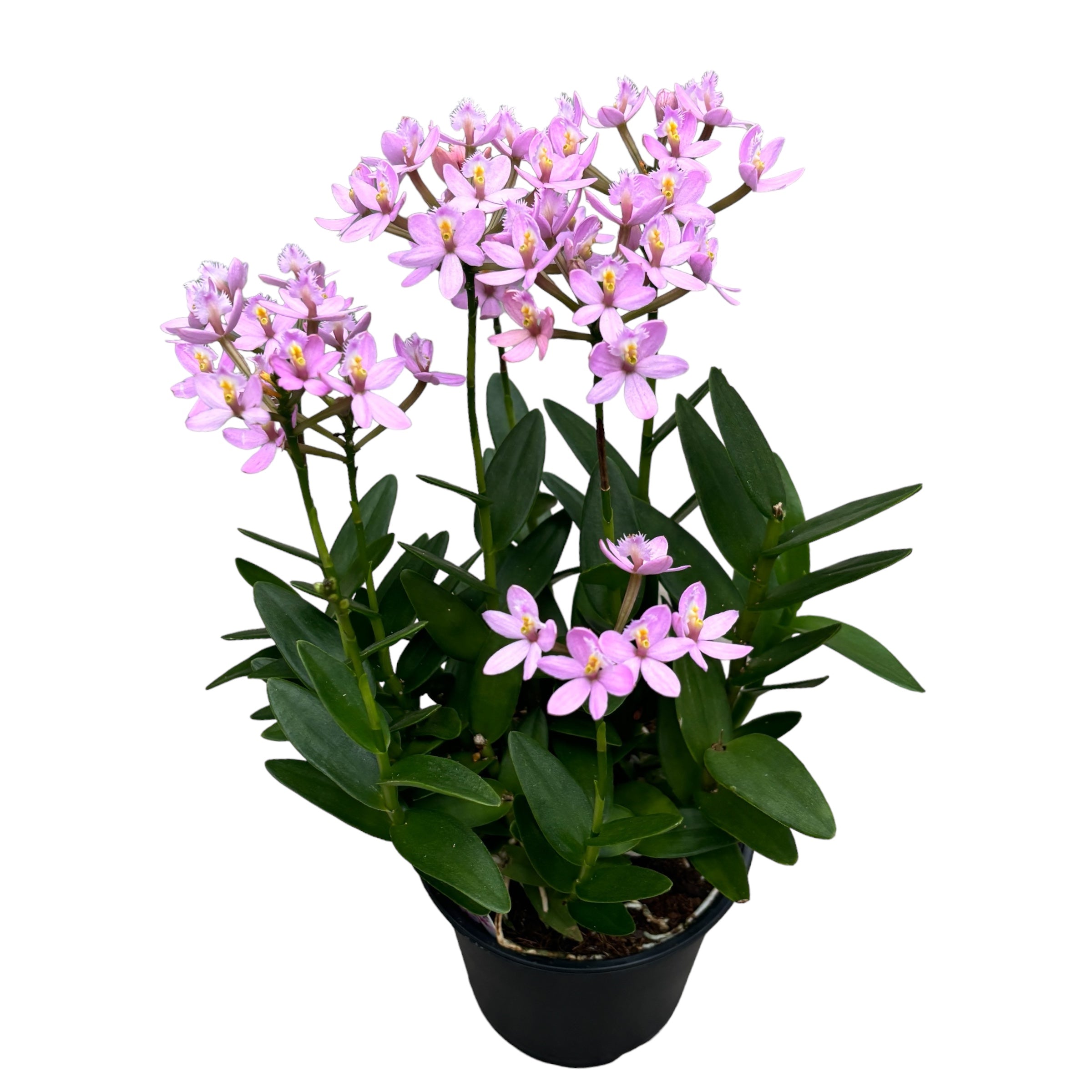 Epidendrum radicans Rosa - esemplari XL D15