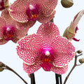 Phalaenopsis I-Hsin Sesame
