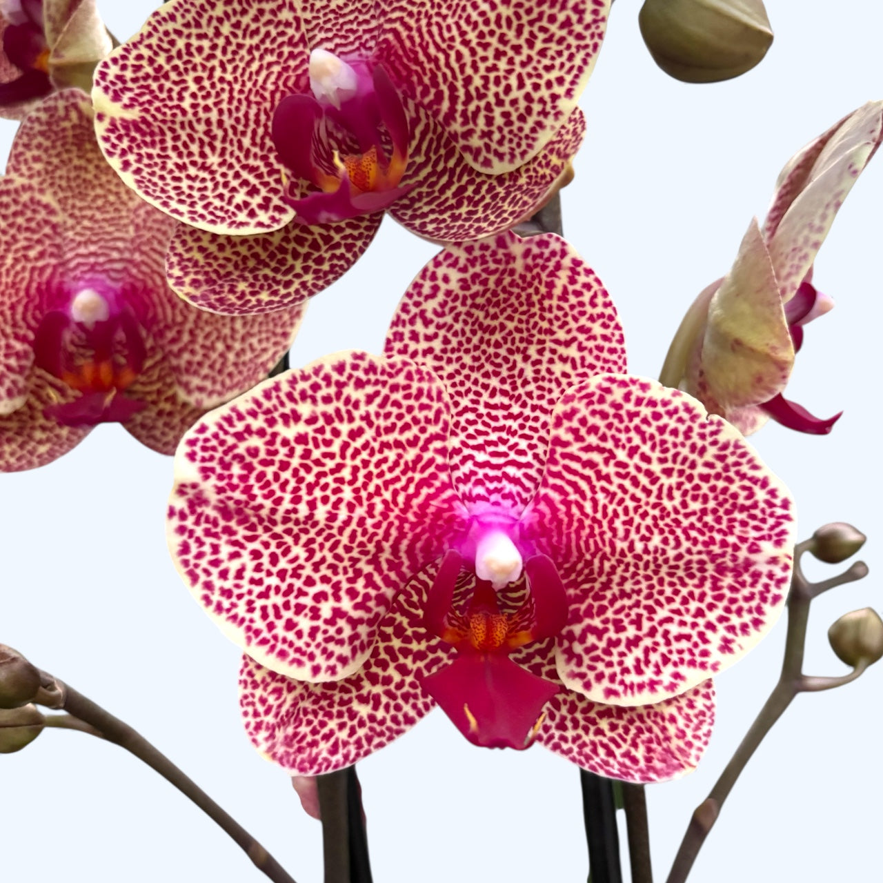 Phalaenopsis I-Hsin Sesame