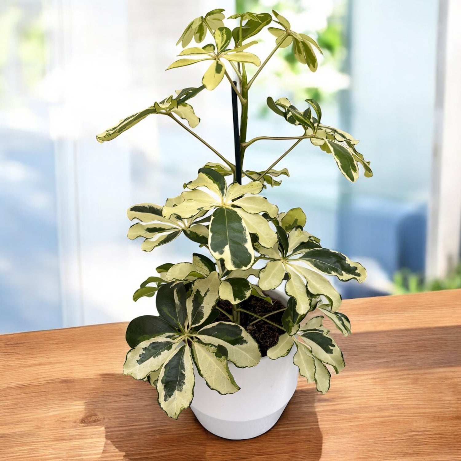 schefflera arboricola feng shui Schefflera arboricola 'Charlotte' (Arborele umbrela) – Secret Garden Plant Shop