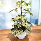 Schefflera arboricola 'Charlotte' (Arborele umbrela)