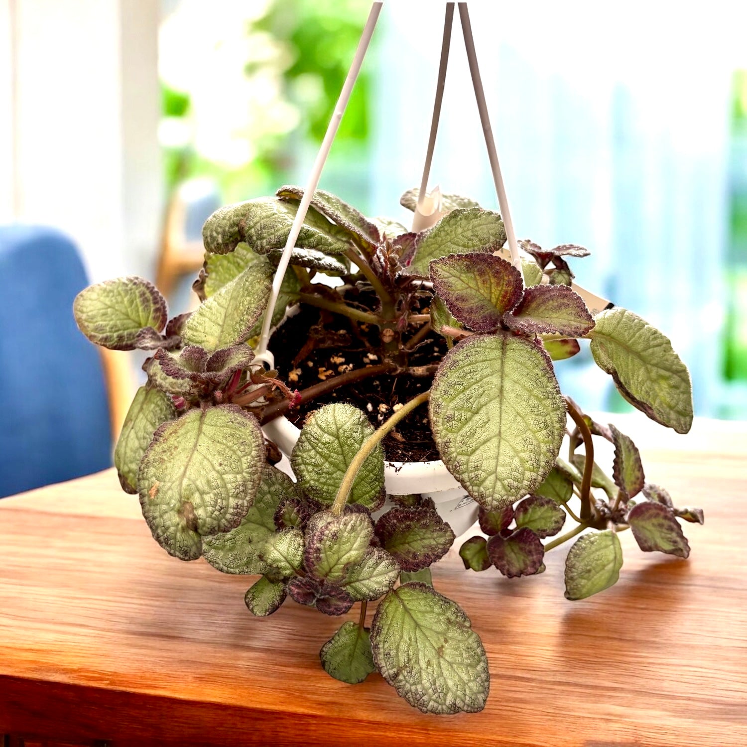 Episcia ‘Pink Acajou’