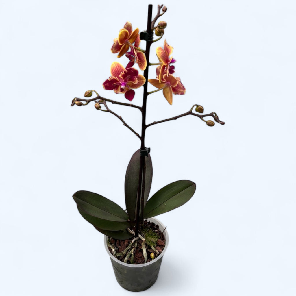 Phalaenopsis Sogo Yellowtris (peloric) - geurig