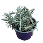 Lawenda w doniczce - Lavandula angustifolia 'Essence Purple'