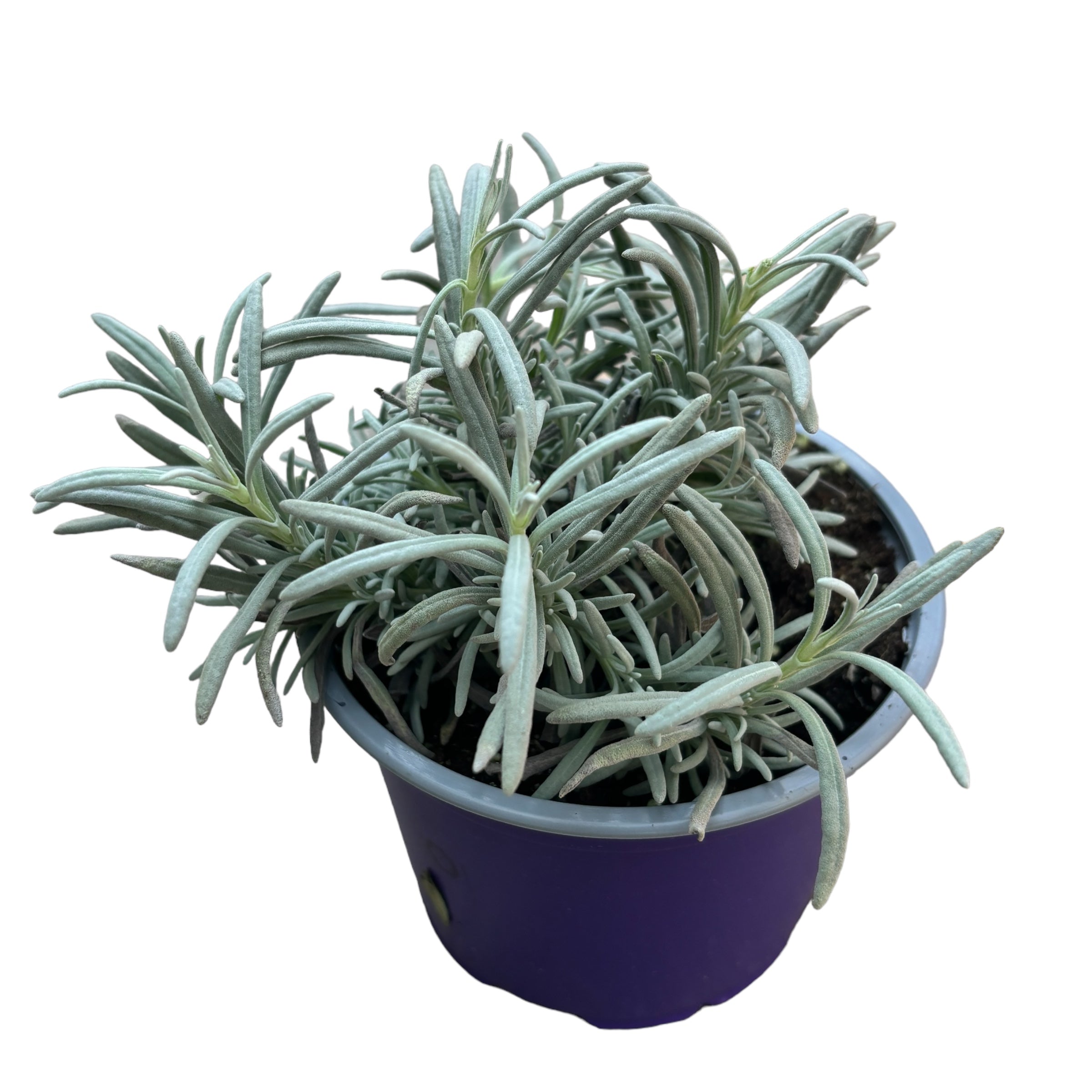 Lavanda in ghiveci - Lavandula angustifolia 'Essence Purple'