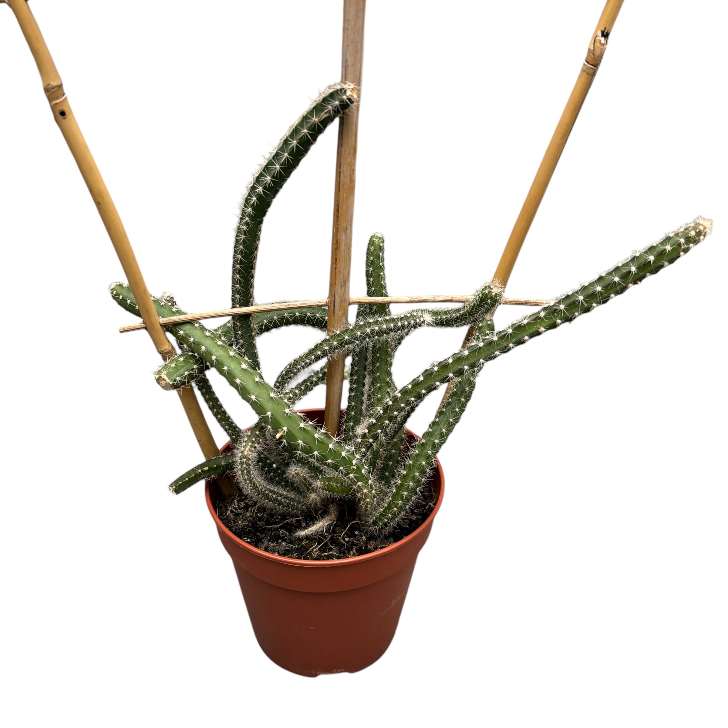 Selenicereus grandiflorus 'Queen of night' (Regina noptii)