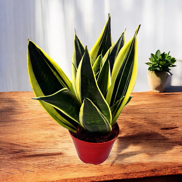 Sansevieria Canary