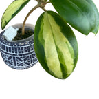 Hoya incrassata 'Variegata' (inner variegation)