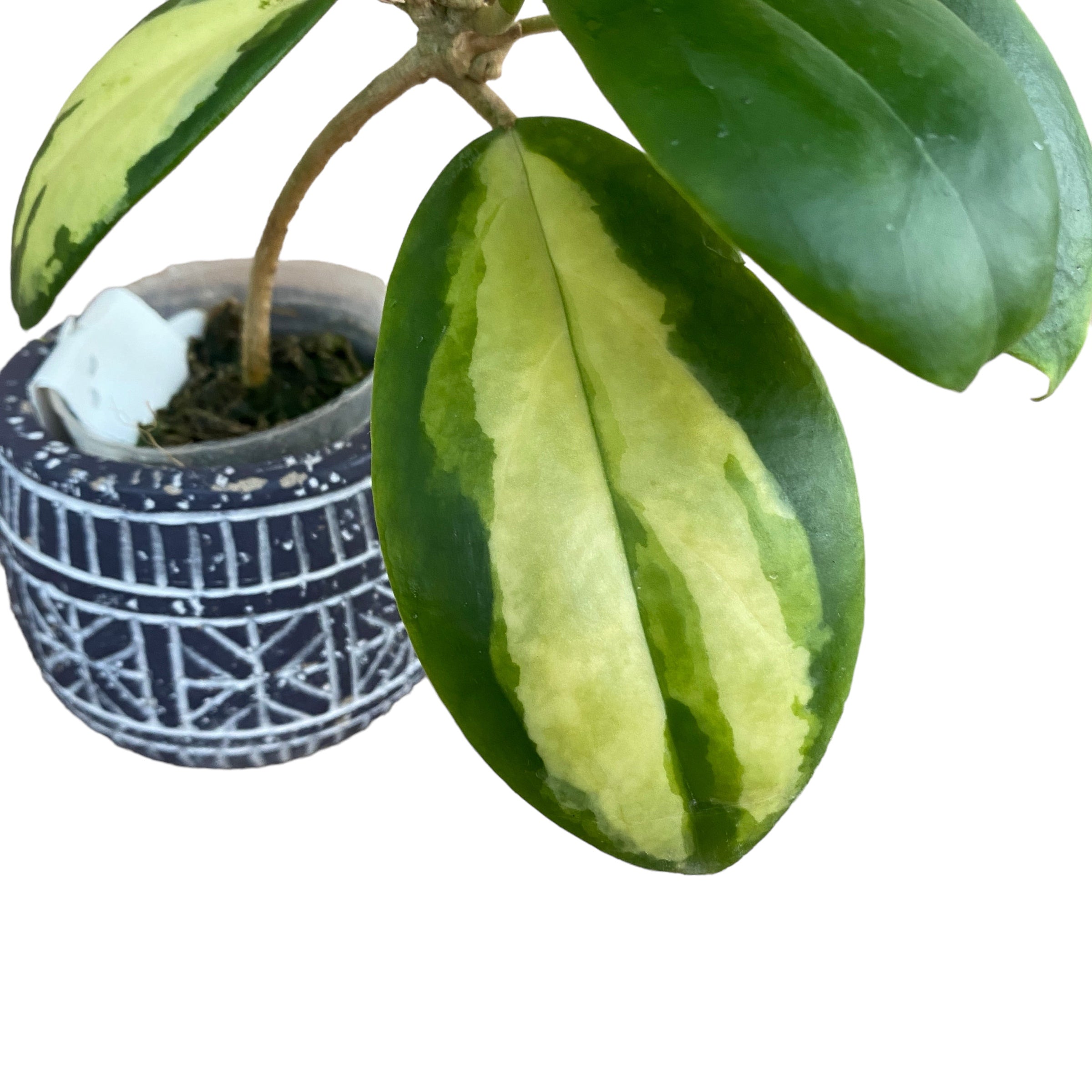 Hoya incrassata 'Variegata' (inner variegation)