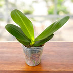 Phalaenopsis Sogo Relex '1661' * fleurs cireuses parfumées