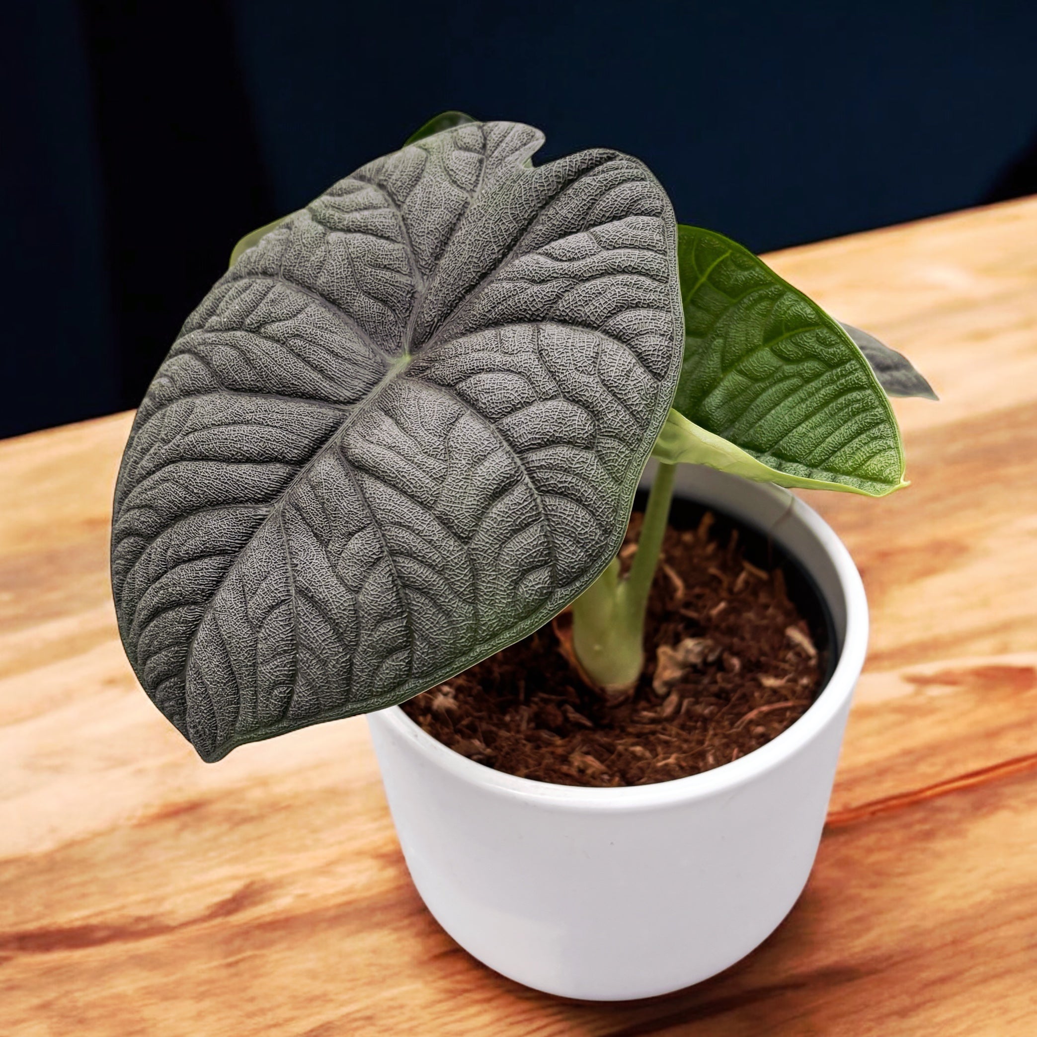 Alocasia Melo (Rugosa)