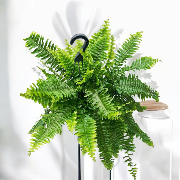 Large room fern XL - Nephrolepis Green Lady