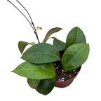 Hoya verticillata 'Wayang'